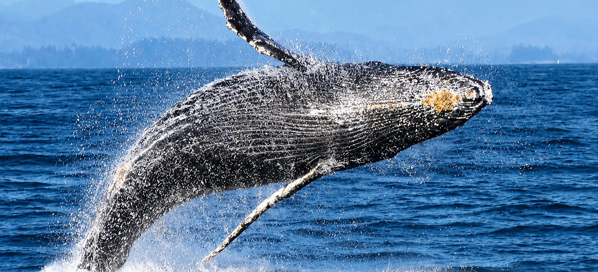 whale jumping backwards